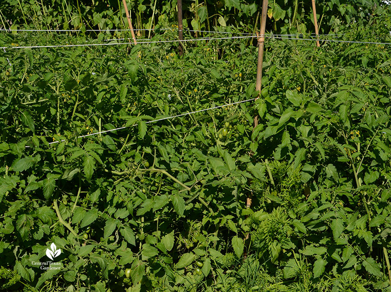 Florida weave twine and stake for Juliet tomatoes Este Garden