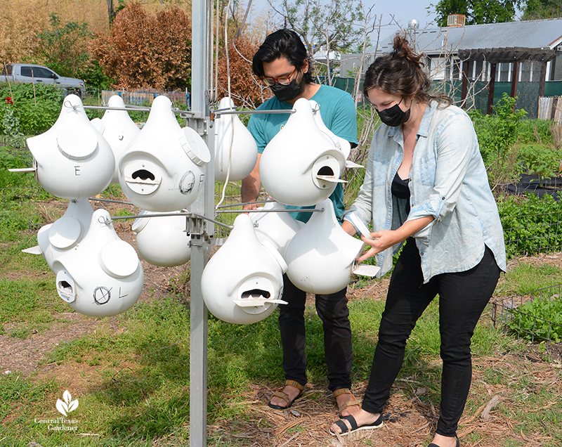 Kevin and Alex Este Garden volunteers cleaning out purple martin gourd houses