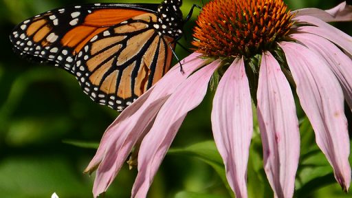 Monarch butterfly on native coneflower during migration Central Texas Gardener