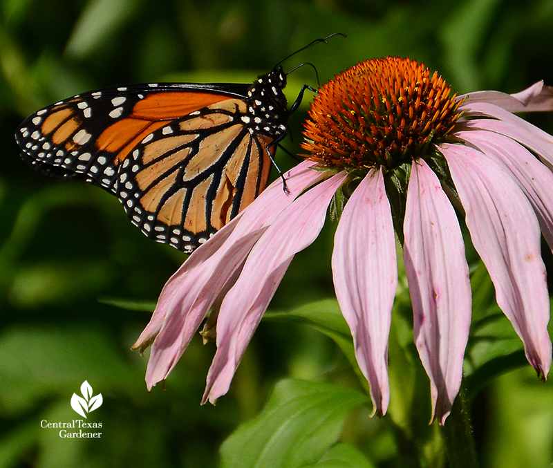 Monarch butterfly on native coneflower during migration Central Texas Gardener