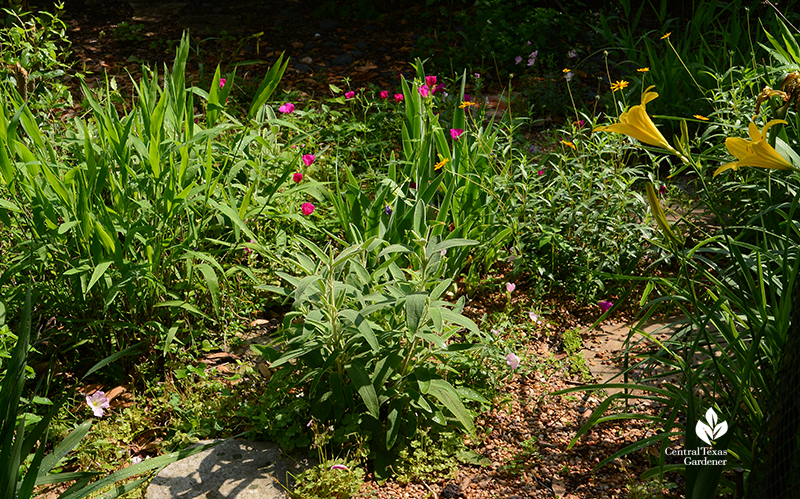 Native winecup Zexmenia Jerusalem sage daylilies drought design Central Texas Gardener