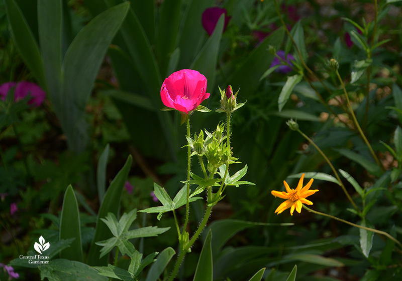 Native winecup wildflower and zemenia wedelia hispida Central Texas Gardener