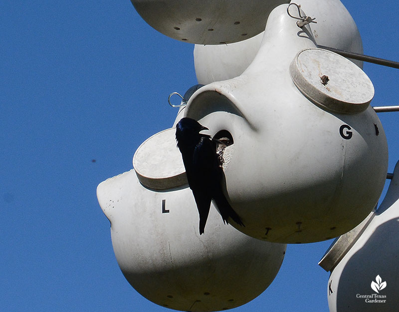 purple martin at gourd house Este Garden