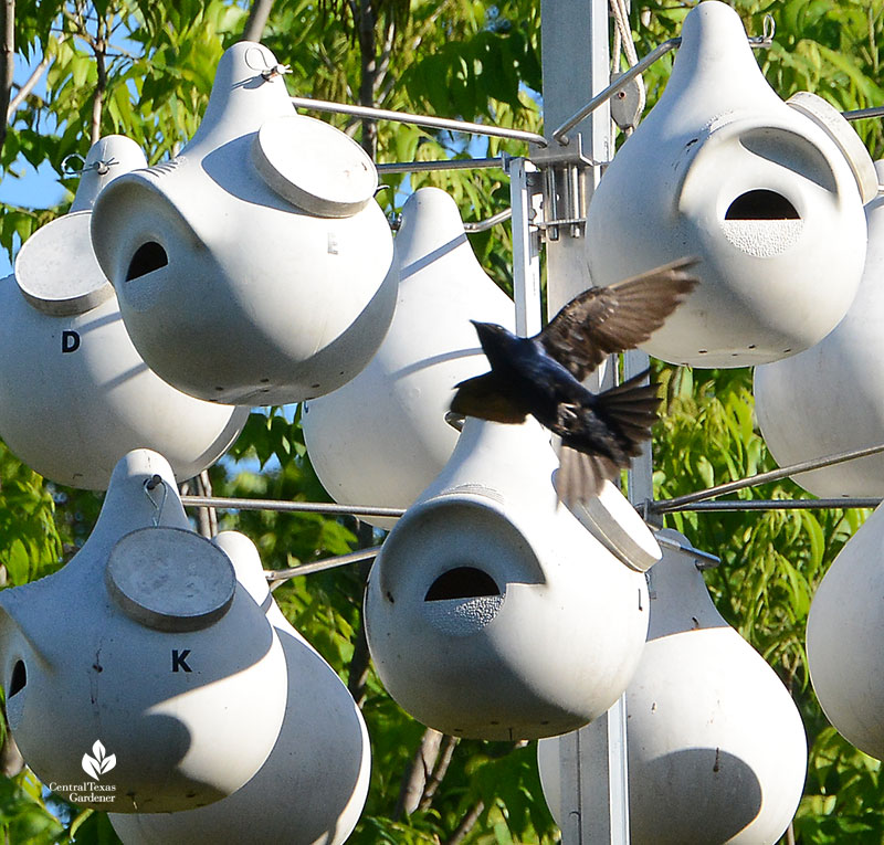 purple martin Este Garden