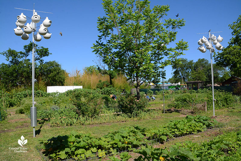 purple martin houses Este Garden