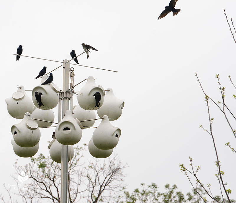 Purple martin scouts Este Garden March 2021