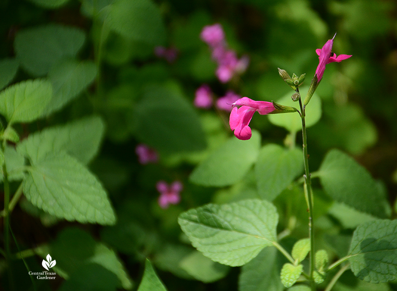 Salvia microphylla 'La Trinidad Pink' part sun Austin garden Central Texas Gardener