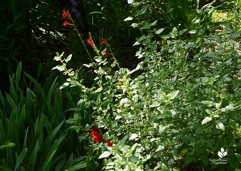 Salvia 'Silke's Dream' Central Texas Gardener