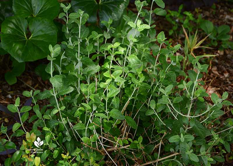 Silver bush germander returning after Austin 2021 freeze Central Texas Gardener