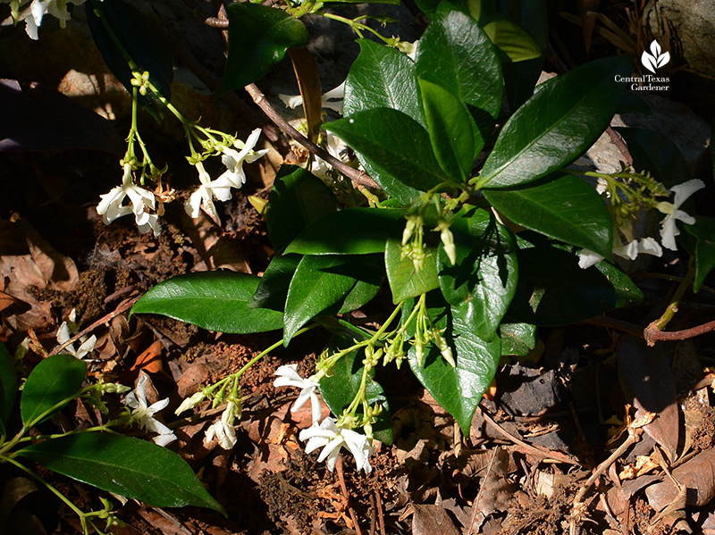 Star jasmine after the Austin 2021 freeze Central Texas Gardener