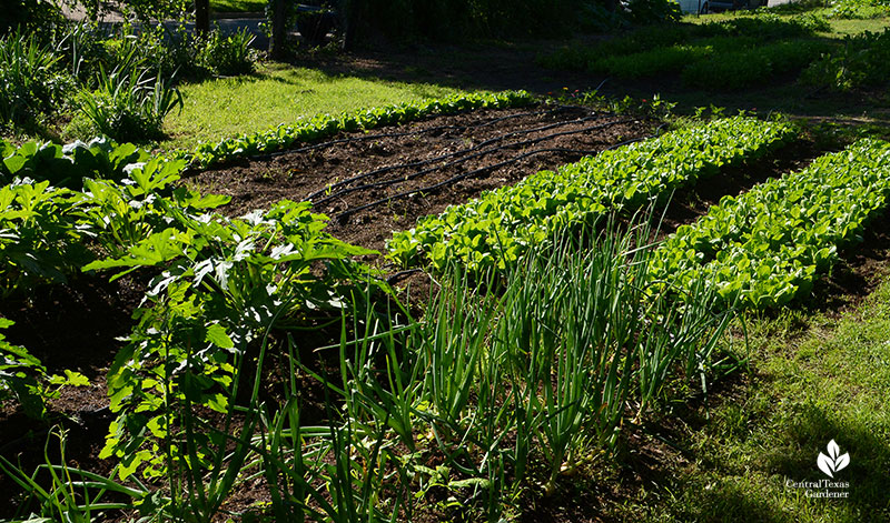 Texas 1015 onions with lettuce Este Garden