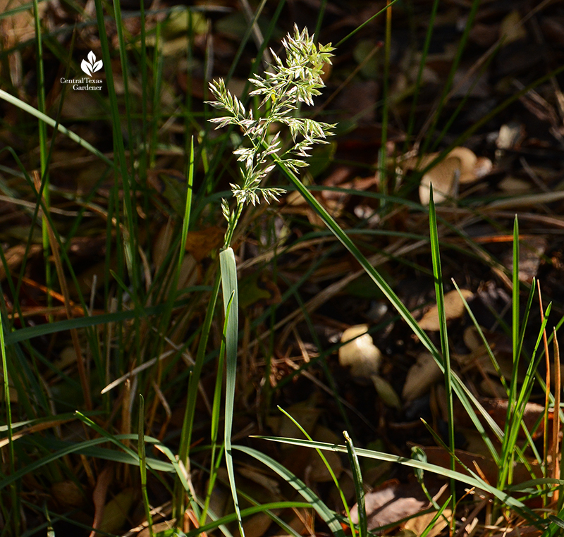 Texas bluegrass Poa arachnifera spring flowers Central Texas Gardener