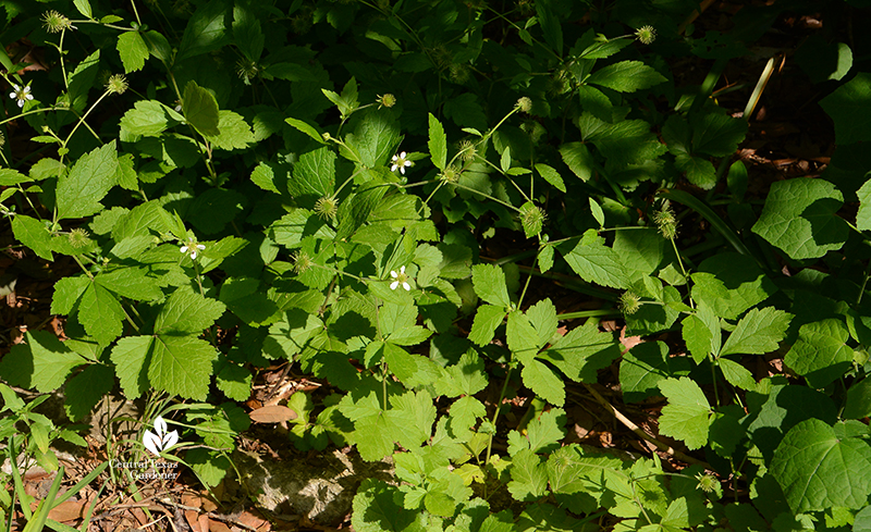 White avens Geum canadense native groundcover part shade Central Texas Gardener