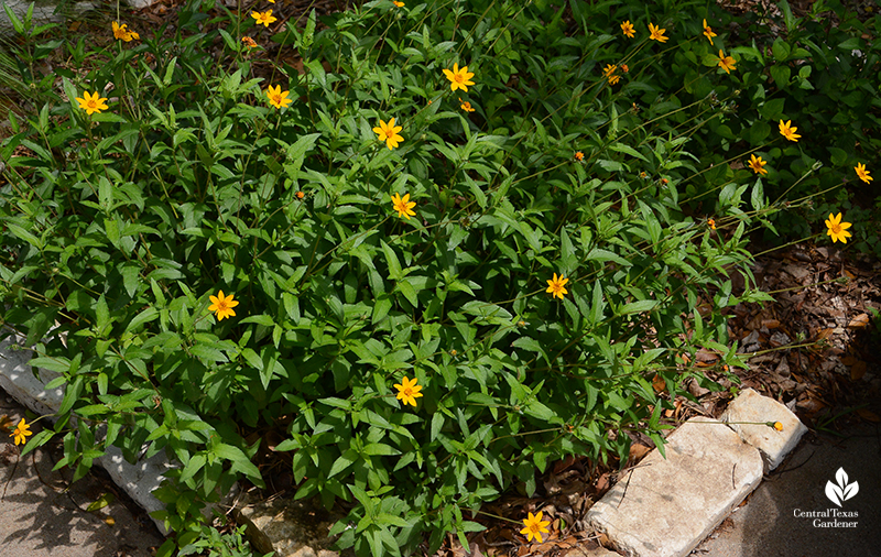 Zexmenia (Wedelia) native perennial Central Texas Gardener