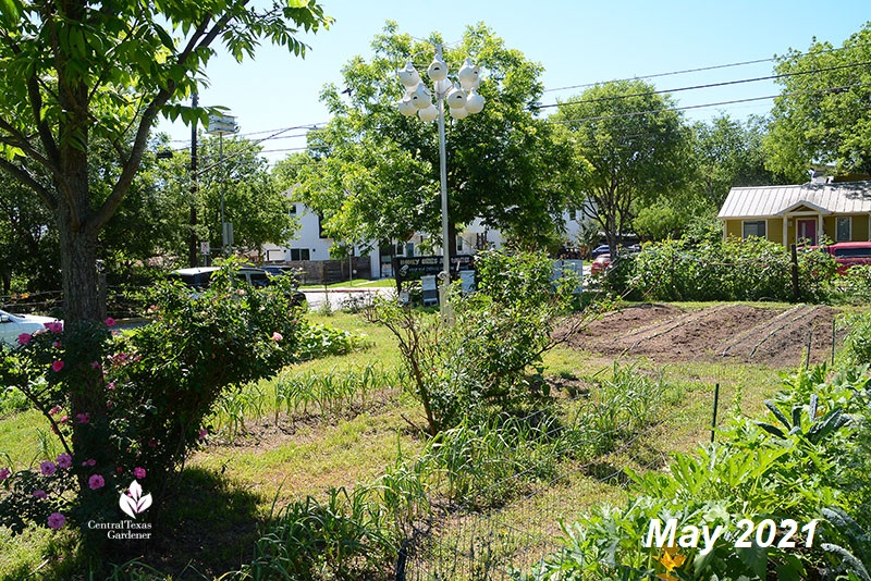 Este Garden beds in May 2021 after some Bermuda grass eradicated