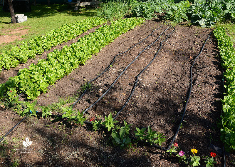 zinnias bordering vegetable rows of lettuce Este Garden