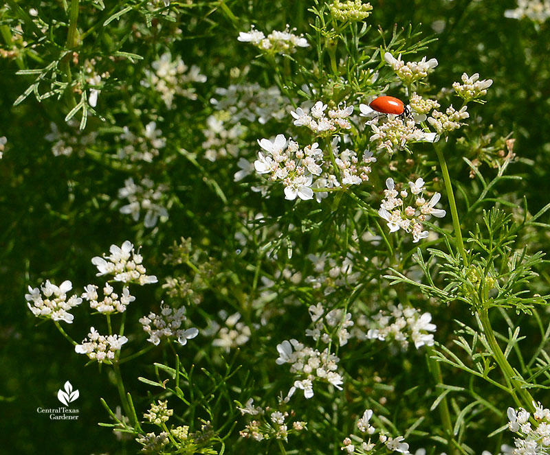 ladybug hunting aphids on flowering cilantro Este Garden