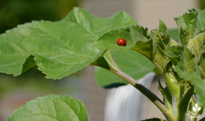 ladybug on sunflower