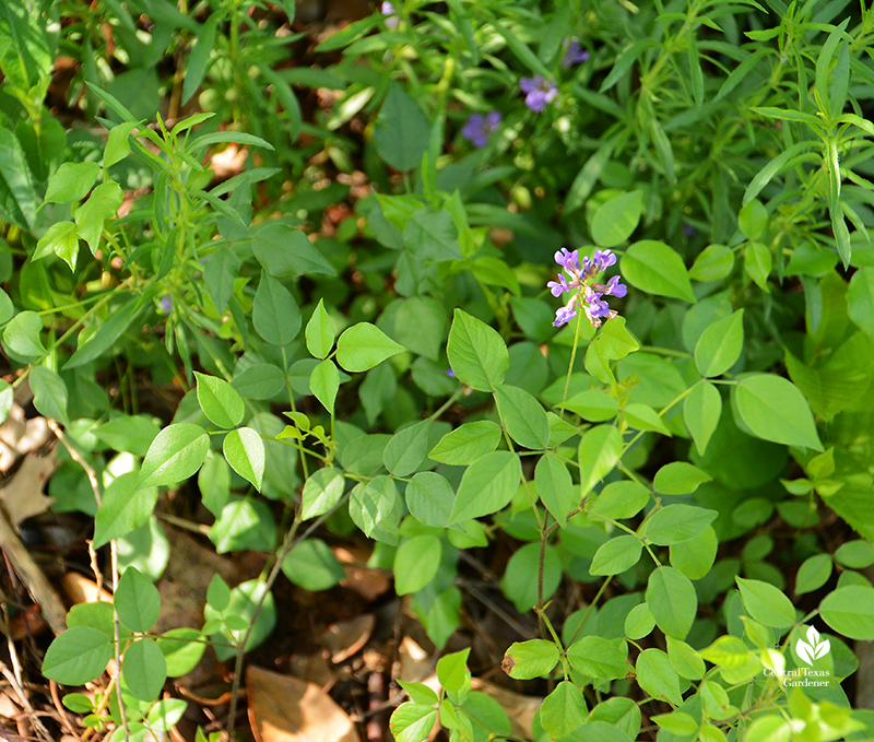 mountain pea flower part shade groundcover Central Texas Gardener
