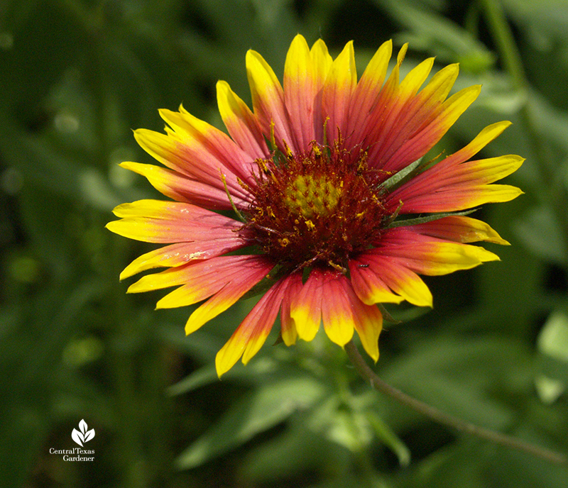 Native firewheel Gaillardia pulchella