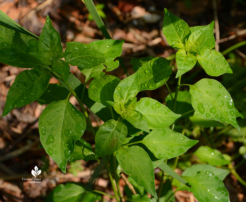 native chile pequin leaves emerging in spring Central Texas Gardener