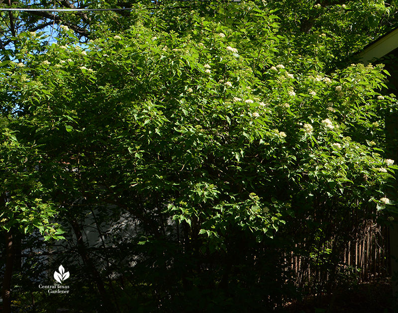 native shrubby tree rusty blackhaw viburnum spring flowers Central Texas Gardener