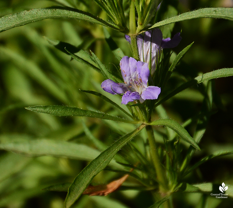 native snake herb flower Central Texas Gardener