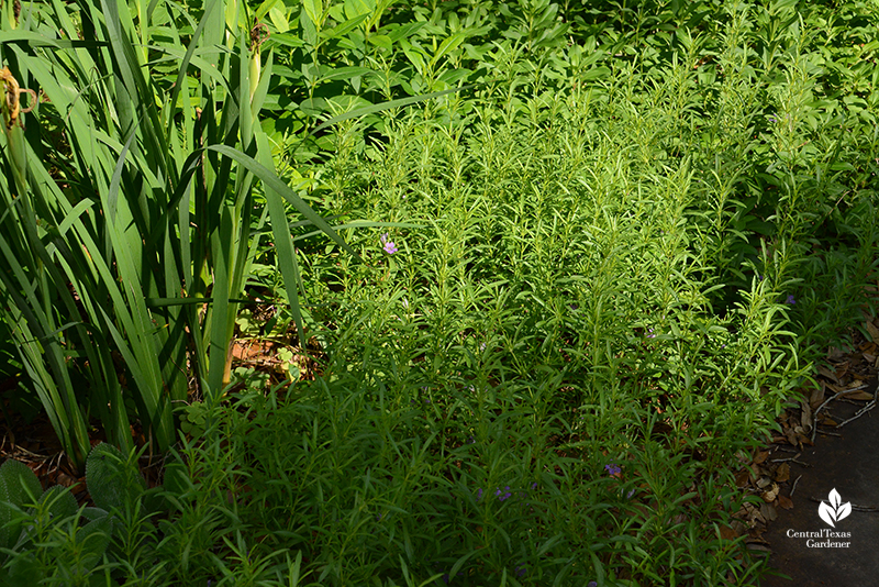 native snake herb groundcover Central Texas Gardener