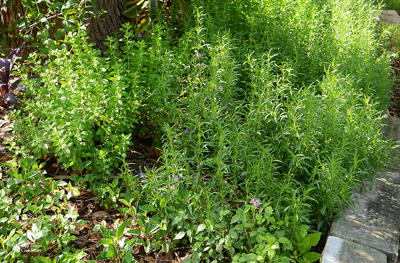 native snake herb groundcover and mountain pea part sun raised bed Central Texas Gardener