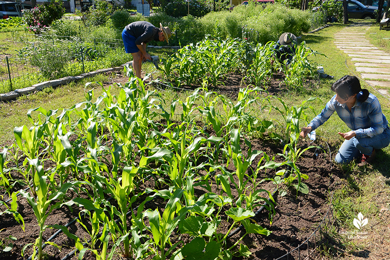 planting beans with squash and corn Anamaria Gutierrez and volunteer Este Garden
