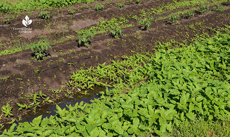 seeding carrots with tomatoes and sunflowers Este Garden