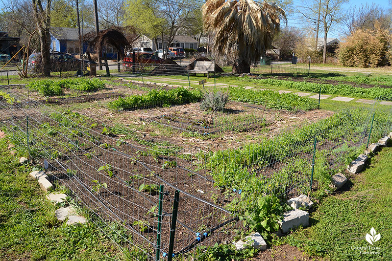 vegetable beds news Este Garden March 2021