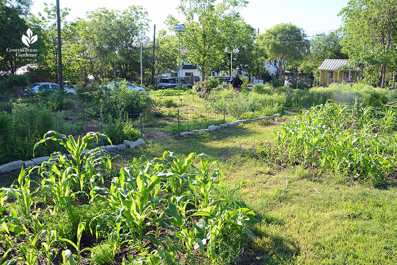 vegetable beds Este Garden May 2021