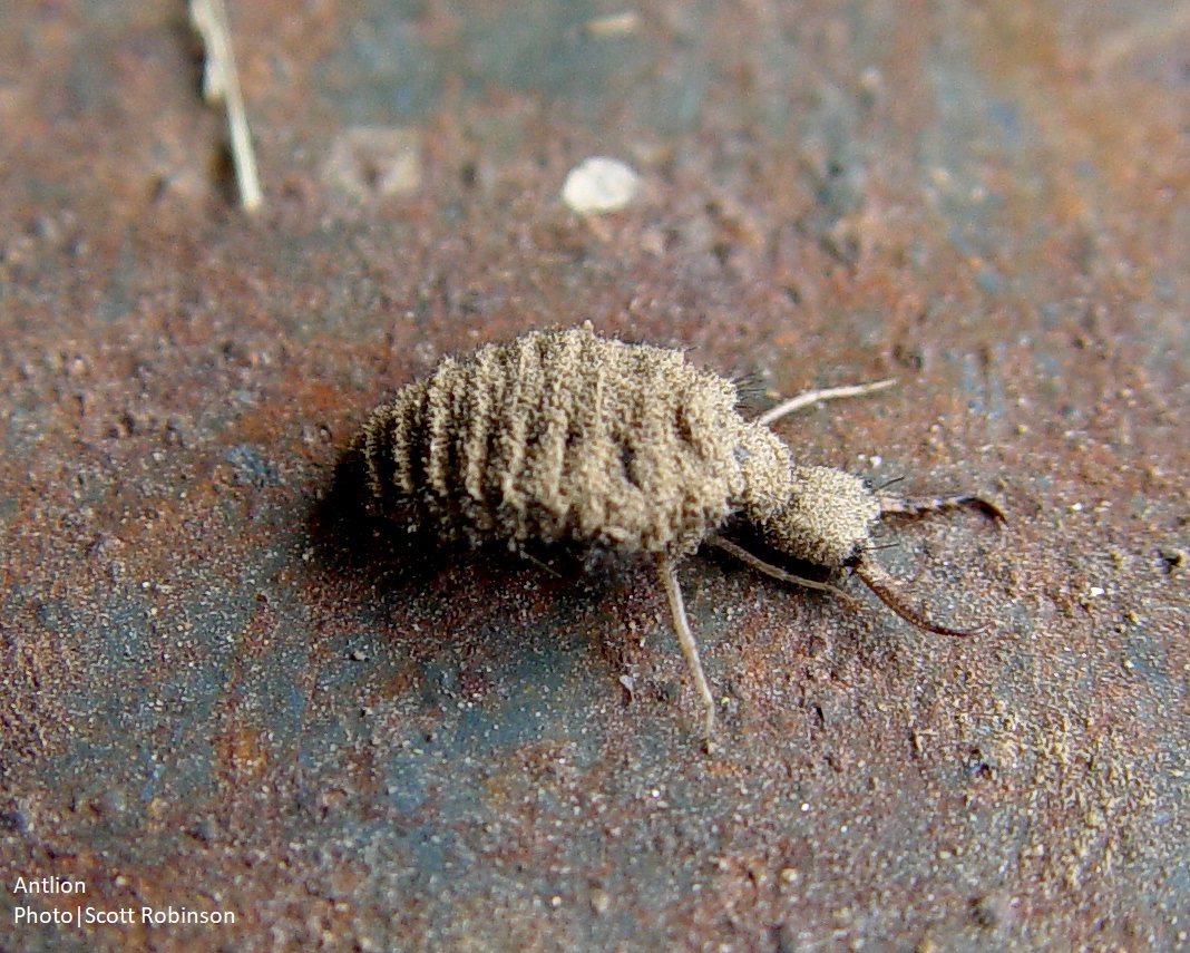 antlion insect on ground