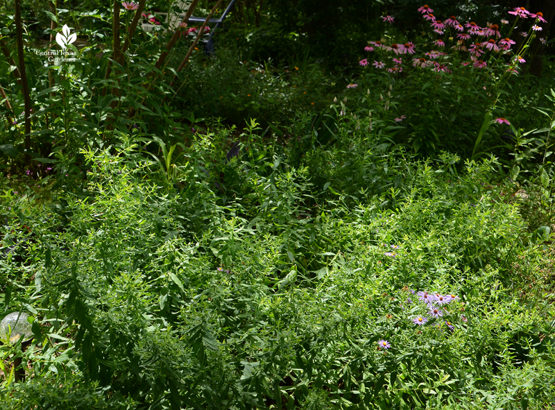 Aromatic asters to be cut back before July 