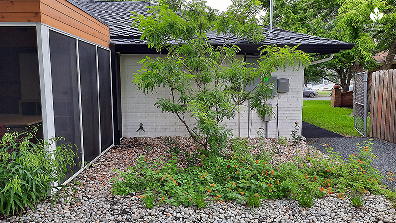 Arroyo sweetwood native tree lantana river rock in house utility cove Open Envelope Studio