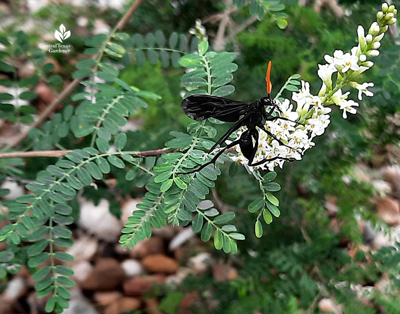 Black wasp with orange antenna on native Texas plant kidneywood Open Envelope Studio garden design