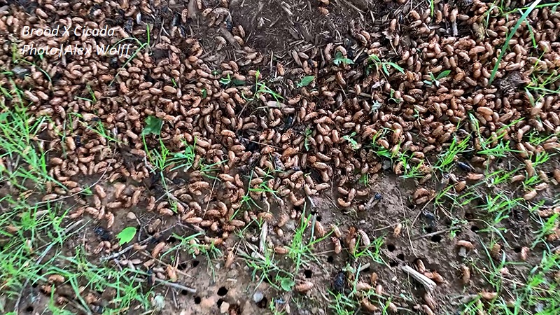 Brood X cicadas under tree