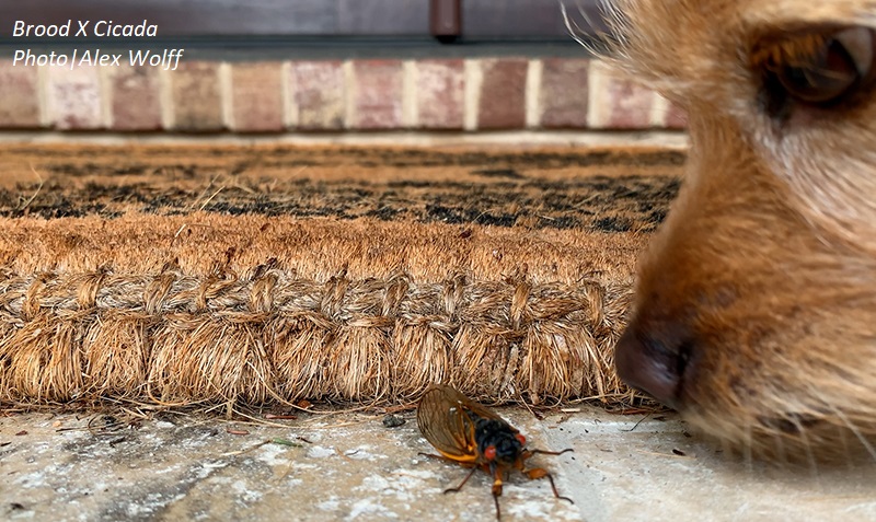 Brood X cicada and dog looking at it 