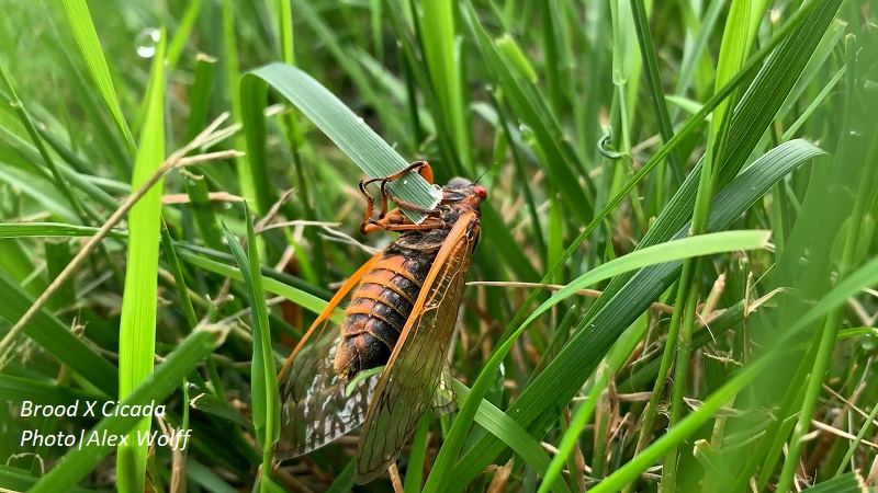 Brood X cicada on grass blade