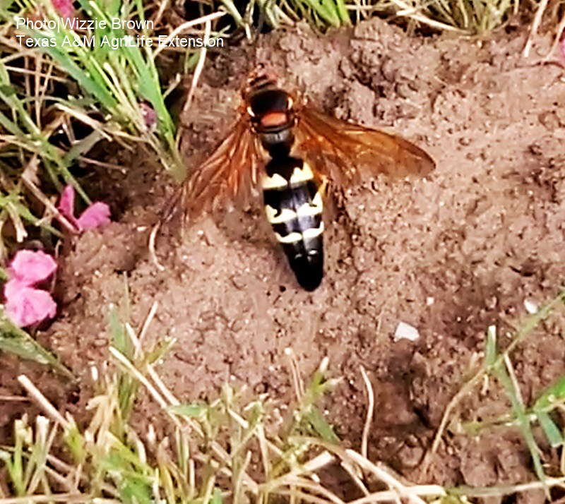Cicada killer wasp on ground