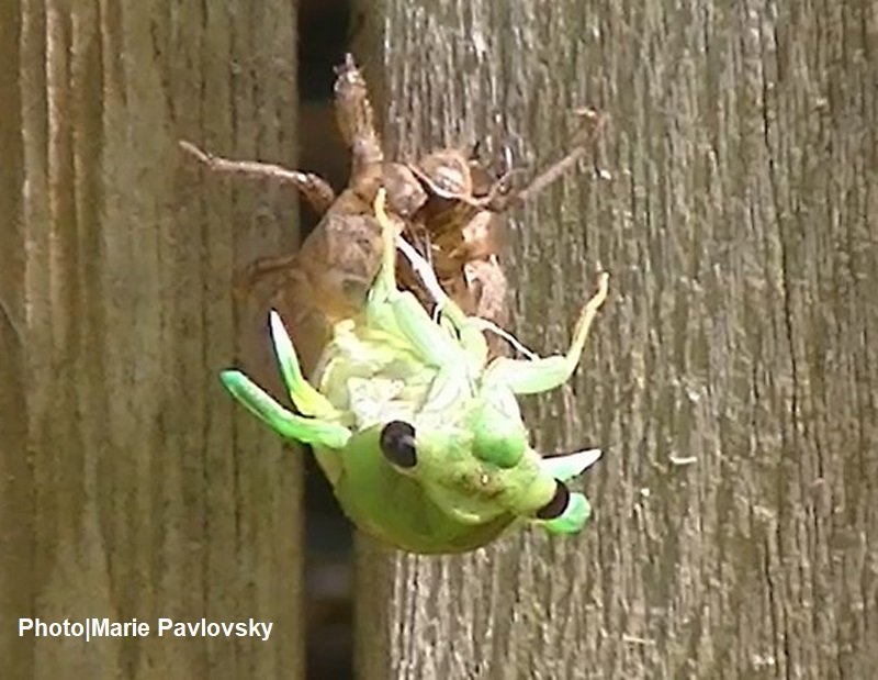 cicada emerging 