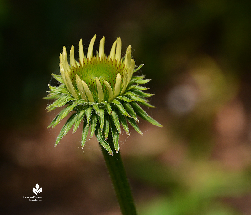 Coneflower bud ray and disc flowers bracts 
