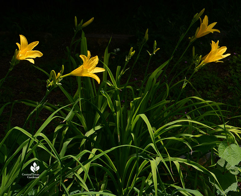 Daylily group high contrast light sun and shade 