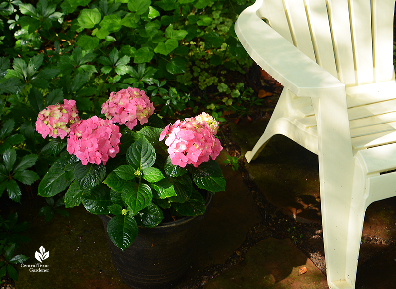 Endless Summer hydrangeas in containers part shade patio 