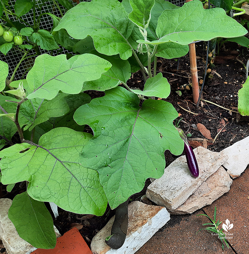 Japanese eggplant Austin garden Central Texas Gardener