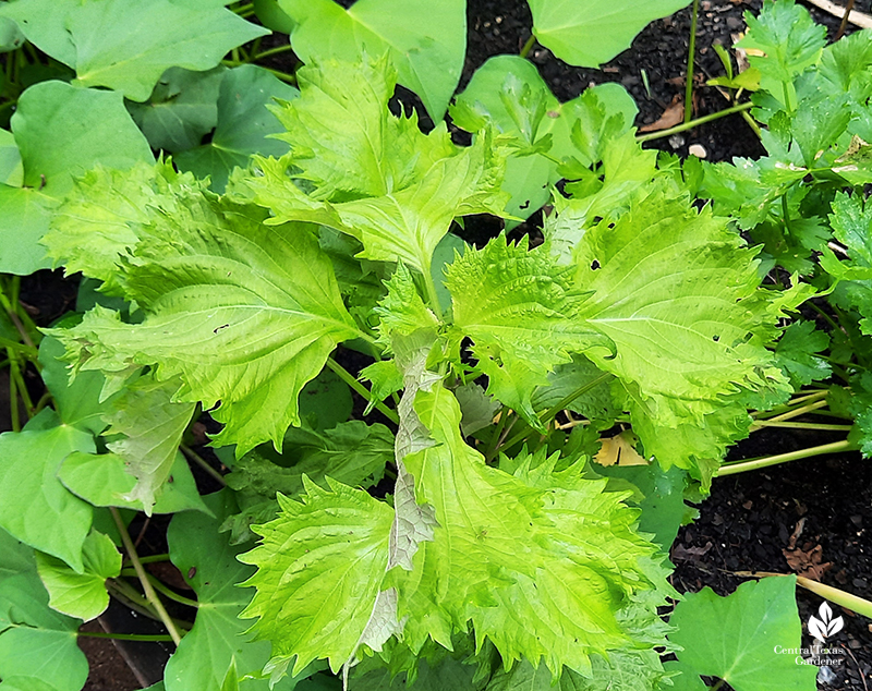 Japanese mint shiso in Austin garden Central Texas Gardener