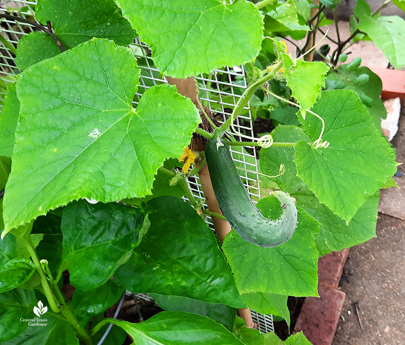 Japanese squash Austin garden Central Texas Gardener