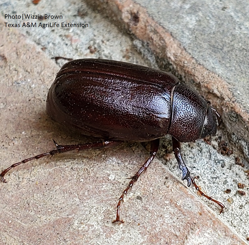 June bug June beetle on ground