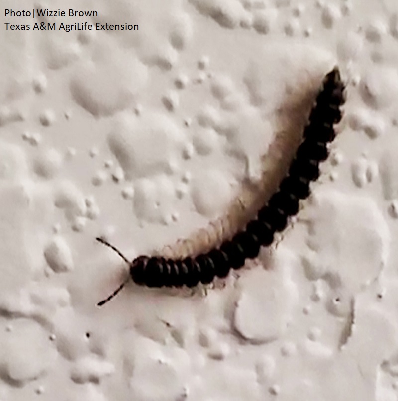 millipede on house wall 